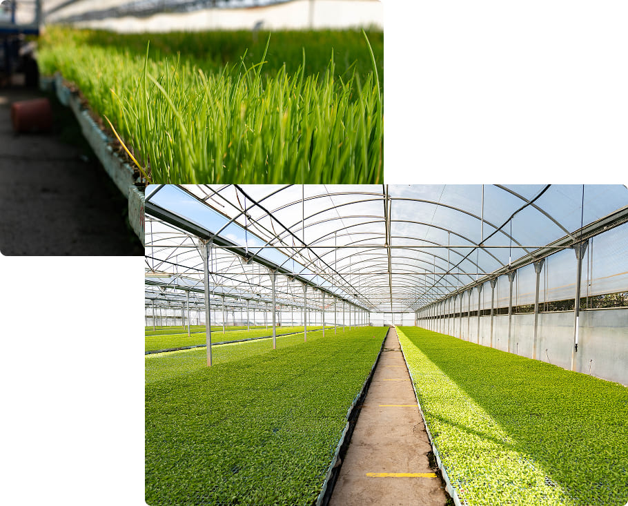 En Viveros Ferrer cultivamos todas las variedades hortícolas que necesitas, con un servicio ágil y cercano.