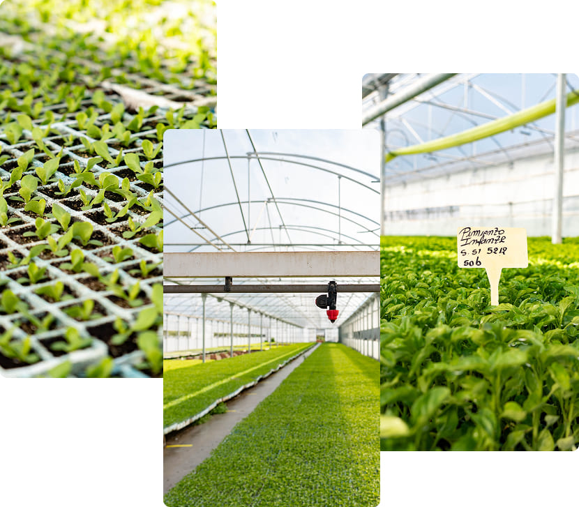 Trabajamos con semillas de los principales catálogos comerciales y producimos plantones adaptados a cada campaña.