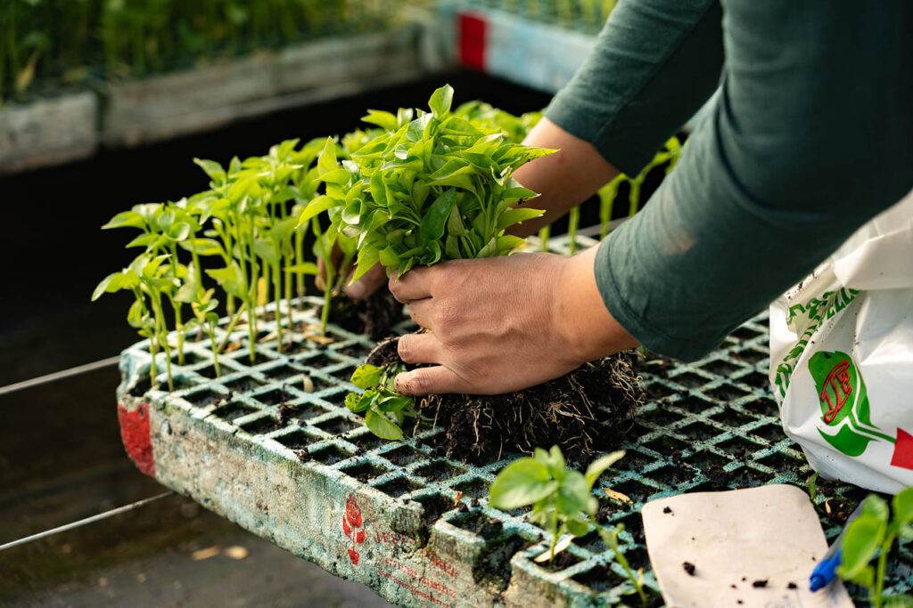Tradición familiar en crecimiento