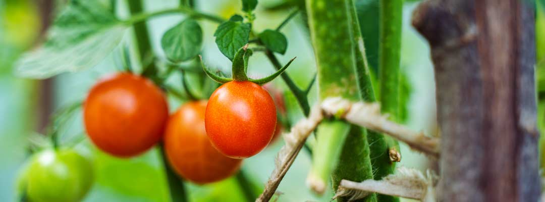 Mildiu del tomate: cómo prevenirlo desde el inicio del cultivo