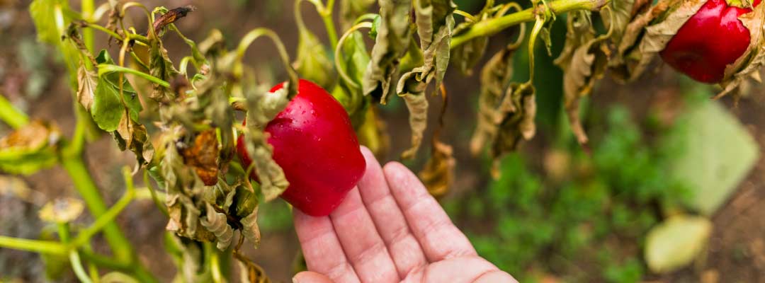 Alternaria en tomate: cómo reducir riesgos en campañas tardías