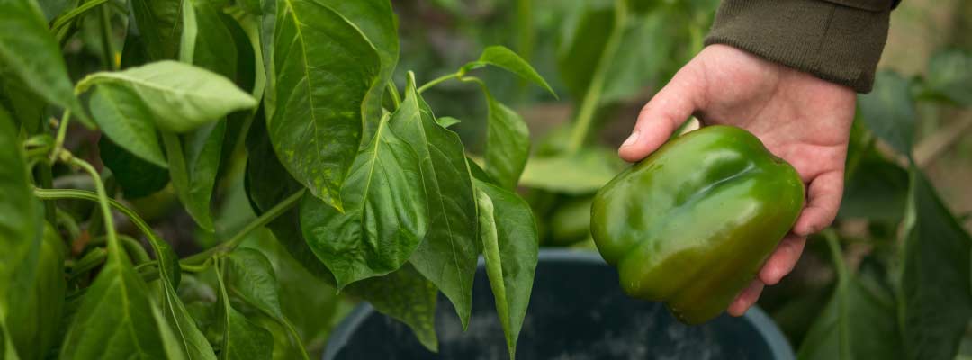 Phytophthora en pimiento: cómo anticiparse al problema