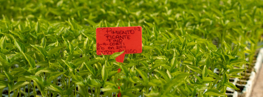 Oídio en pimiento: prevención antes y después del trasplante