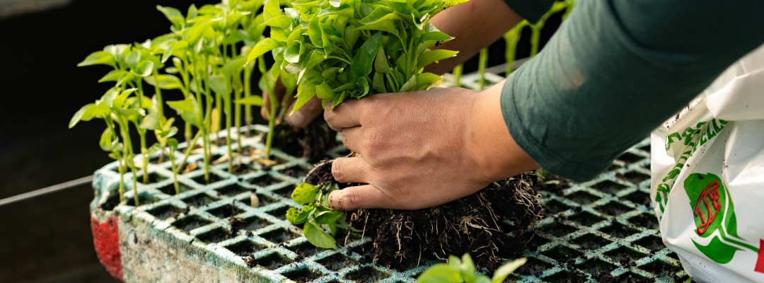 La importancia del sistema radicular en el rendimiento del cultivo