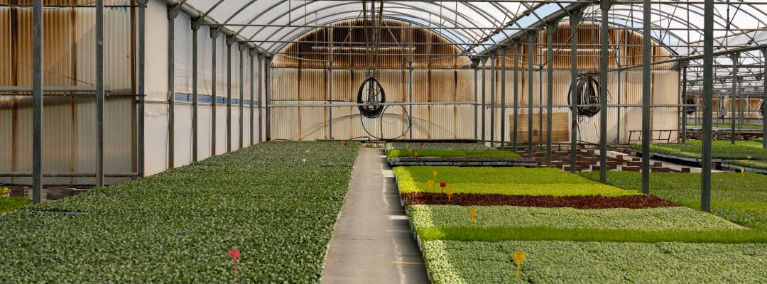 Cuándo plantar brócoli para evitar problemas de formación
